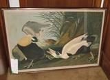 Audubon print, 'Eider Ducks' published by Bien