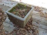 Concrete Planter $ 20.00