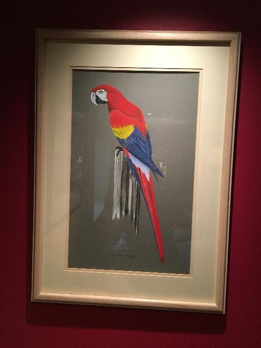 Peter Harrison, "Scarlet Macaw"