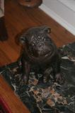 pug dog