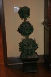 Decorative plants