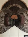 Turkey trophy