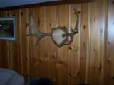 PAIR OF ELK ANTLERS