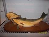 mounted fish