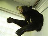 Taxidermy bear mount (there is also a deer)