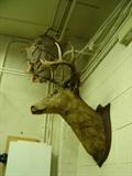 Deer / buck taxidermy mount