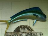 Taxidermy:  Dolphin Fish Mount