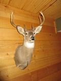 Taxidermy, Buck, 8pt buck