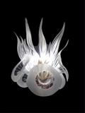 1970's CAMER MURANO GLASS CHANDELIER WITH FREEFORM LEAVES AND FLORALS