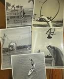 Vintage Marine Studios Black/White Photos of Dolphin Porpoises 