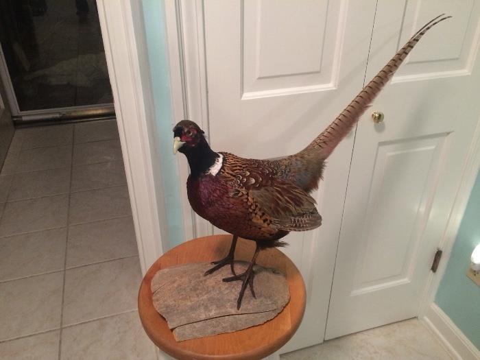 Spring Bayou View Estate Sale in Gulfport, MS starts on 3/4/2016