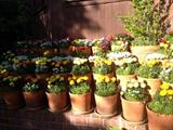 Many with flowers.
