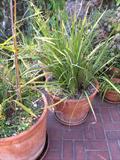 There are literally hundreds of potted plants, most in 5 gal. pots.