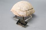 A very very old fossilized turtle shell......and maybe turtle, too.
