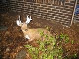 Deer near front entry