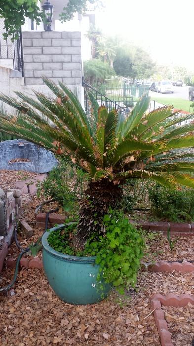 a Sago palms in great blue pots