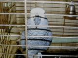 African Grey Parrot
