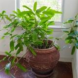 Large House Plant in Earthenware Pot 35.00