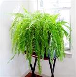 Boston Fern 12.00