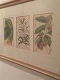 Framed botanicals
