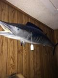 Mounted 64” harbor record Hawaiian Wahoo