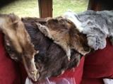 Assorted pelts