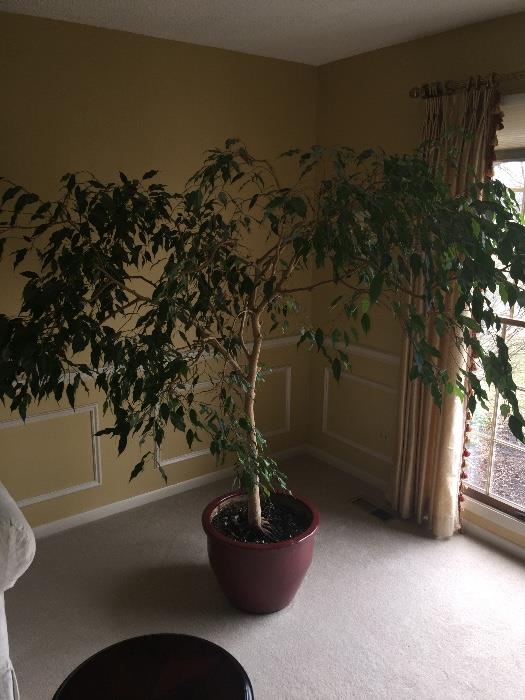 Live Ficus tree waiting for a new home.