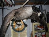 stuffed flying goose