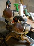 stuffed ducks