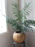 FAUX TALL FERN PLANT IN WICKER BASKET