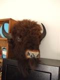 american bison taxidermy