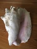 Huge conch shell from central america