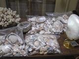 Sea shells