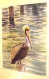 Framed numbered and signed watercolor of pelican