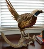 Pheasant taxidermy