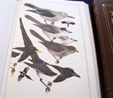 Ilustration from the Roger Tory Peterson books