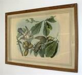 Original Audubon Bien Edition hand colored  chromolithograph, "Yellow Billed Cuckoo", Part 2 #3, Plate 275, large folio, Julius Bien 1859, 26 1/2" x 39 1/2".  THIS ITEM WILL BE SOLD BY SEALED BID. Bid forms will be available and bids may be submitted at the sale until 4pm on April 30th. 
At 4pm, the bidding will close, the sealed bids will be opened, and the winners will be notified. 
Absentee bids may be placed through 5pm MST Friday April 29th by calling Wyoming Estate Services at 307-577-1553.