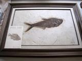 Large Middle Eocene Diplomystus fossil fish, Green River formation, from the Ulrich Quarries near Kemmerer, Wyoming, prepared by Carl J. Ulrich. Fossil is 15" in length on a 16" x 24" framed matrix field. THIS ITEM WILL BE SOLD BY SEALED BID. Bid forms will be available and bids may be submitted at the sale until 4pm on April 30th. 

At 4pm, the bidding will close, the sealed bids will be opened, and the winners will be notified. 

Absentee bids may be placed through 5pm MST Friday April 29th by calling Wyoming Estate Services at 307-577-1553.