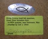 Label on the back of the fossil fish
