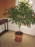 ficus tree, live plants