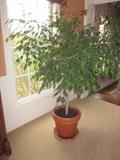 ficus tree, live plants