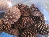 Large pine cones, super size