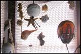 Nautical decorations including sand dollars, starfish, shells, crabs and more