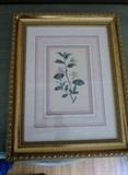 Three different botanical prints all framed the same