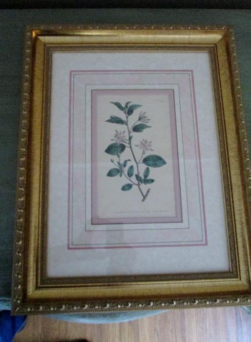 Three different botanical prints all framed the same