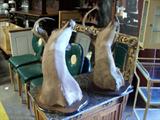 Pair of Dear heads trophy
