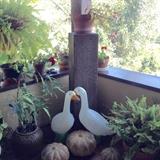 Plants, Pots & Garden Accessories