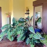 Plants, Pots & Garden Accessories 