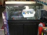 Fish Tank