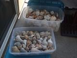 lots of shells